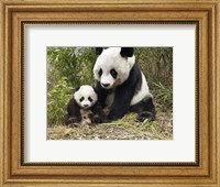 Framed Panda Mother and Cub