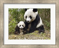 Framed Panda Mother and Cub