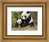 Framed Panda Mother and Cub