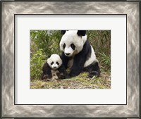 Framed Panda Mother and Cub