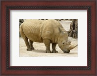 Framed African Rhinoceros