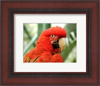 Framed Red Parrot