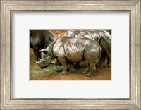 Framed Black Rhinoceros in Africa