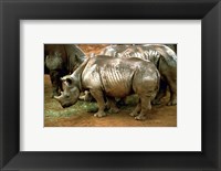 Framed Black Rhinoceros in Africa
