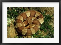 Framed Broad Banded Copperhead Coiled Snake