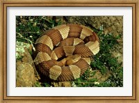 Framed Broad Banded Copperhead Coiled Snake
