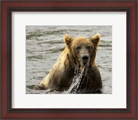 Framed Brown Bear Fishing