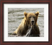 Framed Brown Bear Fishing