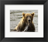 Framed Brown Bear Fishing