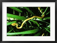 Framed Brown Tree Snake