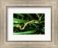 Framed Brown Tree Snake