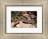 Framed Bull Snake in New Mexico