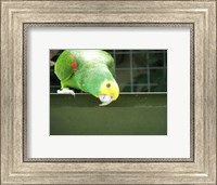 Framed Cheeky Parrot