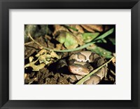 Framed Close Up of Coiled Copperhead Snake