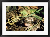 Framed Close Up of Coiled Copperhead Snake