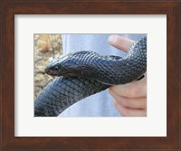 Framed Eastern Indigo Snake