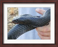 Framed Eastern Indigo Snake