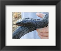 Framed Eastern Indigo Snake