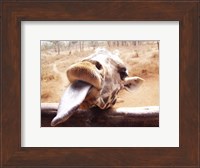 Framed Giraffe Sticking His Tongue Out