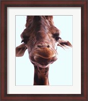 Framed Giraffe Face