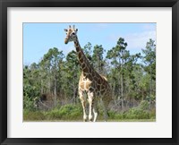 Framed Giraffe Camelopardalis