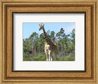 Framed Giraffe Camelopardalis