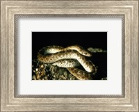 Framed Glossy Snake