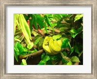 Framed Green Tree Python Snake