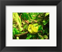 Framed Green Tree Python Snake