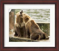 Framed Grizzly Bear Cubs