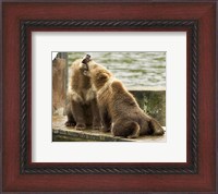 Framed Grizzly Bear Cubs