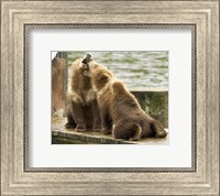 Framed Grizzly Bear Cubs