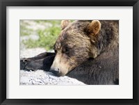 Framed Grizzly Bear Lying with His Head Down