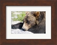 Framed Grizzly Bear Lying with His Head Down