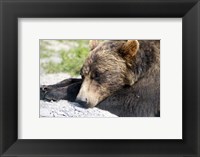 Framed Grizzly Bear Lying with His Head Down