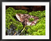 Framed Juvenile Copperhead Snake