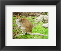 Framed Kangaroo Outdoors