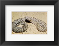 Framed Mexican Ridged Nose Rattlesnake