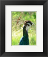 Framed Peacock Head