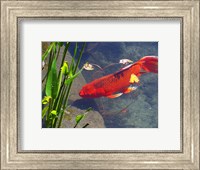 Framed Red Goldfish