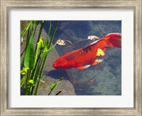 Framed Red Goldfish