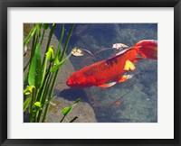 Framed Red Goldfish