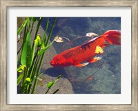 Framed Red Goldfish