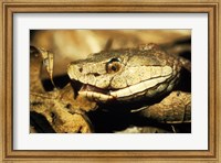 Framed Head of a Copperhead Snake
