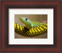 Framed Green Snake
