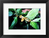 Framed Tree Snake Photograph