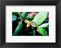 Framed Tree Snake Photograph