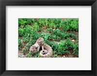 Framed Western Diamondback Rattlesnake