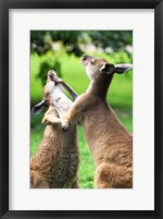 Framed Playful Kangaroos