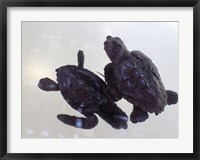 Framed Baby Sea Turtles